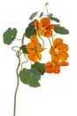 Nasturtium flower isolated Royalty Free Stock Photo