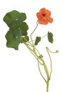 Nasturtium flower isolated Royalty Free Stock Photo