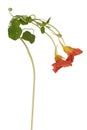 Nasturtium flower isolated Royalty Free Stock Photo