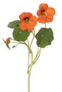 Nasturtium flower isolated Royalty Free Stock Photo