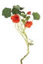 Nasturtium flower isolated Royalty Free Stock Photo