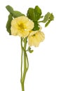 Nasturtium flower isolated Royalty Free Stock Photo