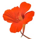 Nasturtium flower Royalty Free Stock Photo
