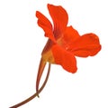 Nasturtium flower Royalty Free Stock Photo