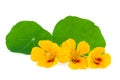 Nasturtium Flower Royalty Free Stock Photo