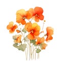 nasturtium flower isolated on white background. beautiful watercolour style illustration