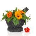 Nasturtium Flower and Mint Herb Royalty Free Stock Photo