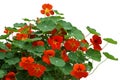 Nasturtium flower Plant Royalty Free Stock Photo