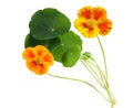 Nasturtium flower Royalty Free Stock Photo