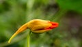 Nasturtium flower