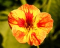 Nasturtium flower Royalty Free Stock Photo