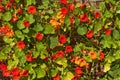 Nasturtium flowers in Chartwell gardens, Kent