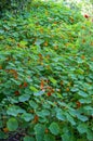 Nasturtium flowers are edible and grown