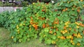 Nasturtium Flowers in a large group Royalty Free Stock Photo