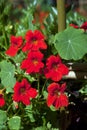 Nasturtium flowers in a mixed crop vegetable garden.