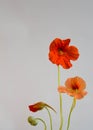 Nasturtium flowers with ripe seed. Edible garden flowers. Floral background