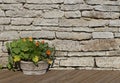 Nasturtium flowers in a stone flower pot on a timber brown floor