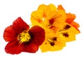 Nasturtium flowers Tropaeolum isolated on a white Royalty Free Stock Photo