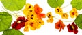 Nasturtium flowers Tropaeolum isolated on a white Royalty Free Stock Photo