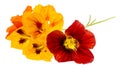 Nasturtium flowers Tropaeolum isolated on a white Royalty Free Stock Photo