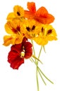 Nasturtium flowers Tropaeolum isolated on a white Royalty Free Stock Photo