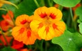 Nasturtium flowers Royalty Free Stock Photo