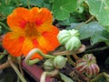 Nasturtium flowers and seeds in the garden Royalty Free Stock Photo