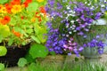 Nasturtium and lobelia blossom Royalty Free Stock Photo