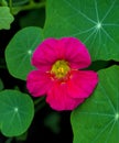 nasturtium . Nasturtium edible flower. Nasturtium flowers