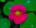 Nasturtium. Nasturtium flowers. Nasturtium edible flower