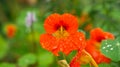 Nasturtium in orange on the bush with dew drops on the flower. Spice for salads Royalty Free Stock Photo