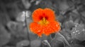 Nasturtium in orange on the bush with dew drops on the flower. Spice for salads Royalty Free Stock Photo