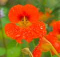 Nasturtium in orange on the bush with dew drops on the flower. Spice for salads Royalty Free Stock Photo