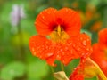 Nasturtium in orange on the bush with dew drops on the flower. Spice for salads Royalty Free Stock Photo