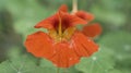 Nasturtium in orange on the bush with dew drops on the flower. Spice for salads Royalty Free Stock Photo