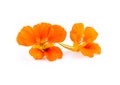 Nasturtium orange flowers. Tropaeolum majus isolated on white Royalty Free Stock Photo