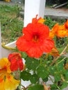 Nasturtium pic Royalty Free Stock Photo