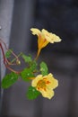 Nasturtium plant with yellow -orange flowers and green leafes , Nasturtium floridanum, Nasturtium officinale