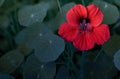 Nasturtium, red garden flower nasutrtia, round leaves close-up, soft selective focus Royalty Free Stock Photo