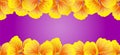 Nasturtium Seamless border. Yellow flowers. Beautiful Horizontal banner. Bright pink background. Card, invitation, poster Royalty Free Stock Photo