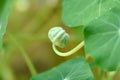 Nasturtium Seed Pod Edible