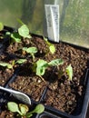 Nasturtium grown from seed in a punnet