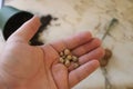 nasturtium seeds closeup in growing concept photos. Spring sowing season concept Royalty Free Stock Photo