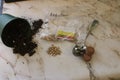 nasturtium seeds closeup in growing concept photos. Spring sowing season concept Royalty Free Stock Photo