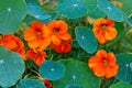 Nasturtium, trailing plant with round leaves and bright orange edible flowers