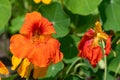 Nasturtium (tropaeolum) flower Royalty Free Stock Photo