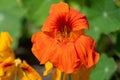 Nasturtium (tropaeolum) flower Royalty Free Stock Photo