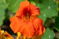 Nasturtium (tropaeolum) flower Royalty Free Stock Photo