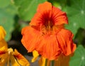 Nasturtium (tropaeolum) flower Royalty Free Stock Photo