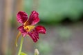 Nasturtium (tropaeolum) flower Royalty Free Stock Photo